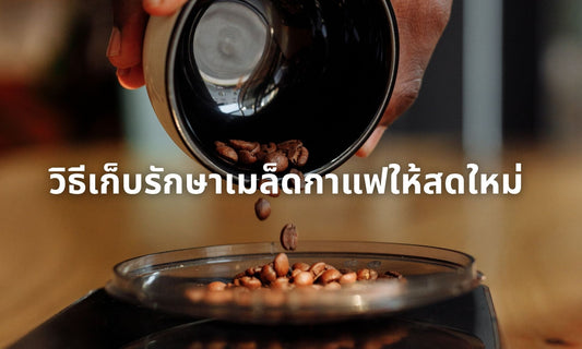วิธีเก็บรักษาเมล็ดกาแฟให้สดใหม่ | Coffee Storage