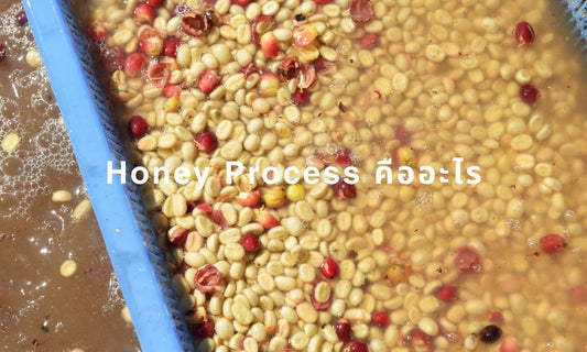 Honey Process คืออะไร — รู้จักโพรเซสกาแฟสายหวาน